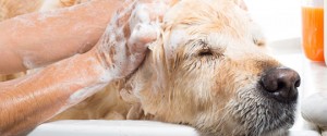 tan dog with eyes closed getting a bath