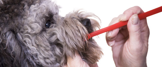 gray fluffy dog getting teeth brushed with red toothbrush
