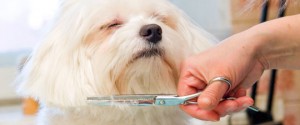 tan fluffy dog getting its hair cut with scissors