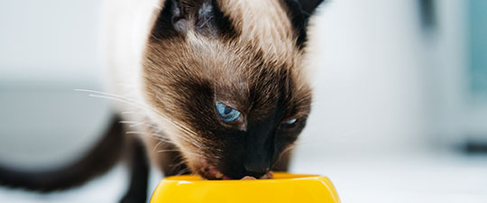 siamese cat eating cat food out of yellow bowl