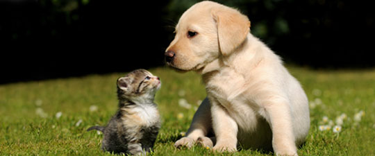 tabby tri color kitten and Labrador puppy sitting on grass looking at each other