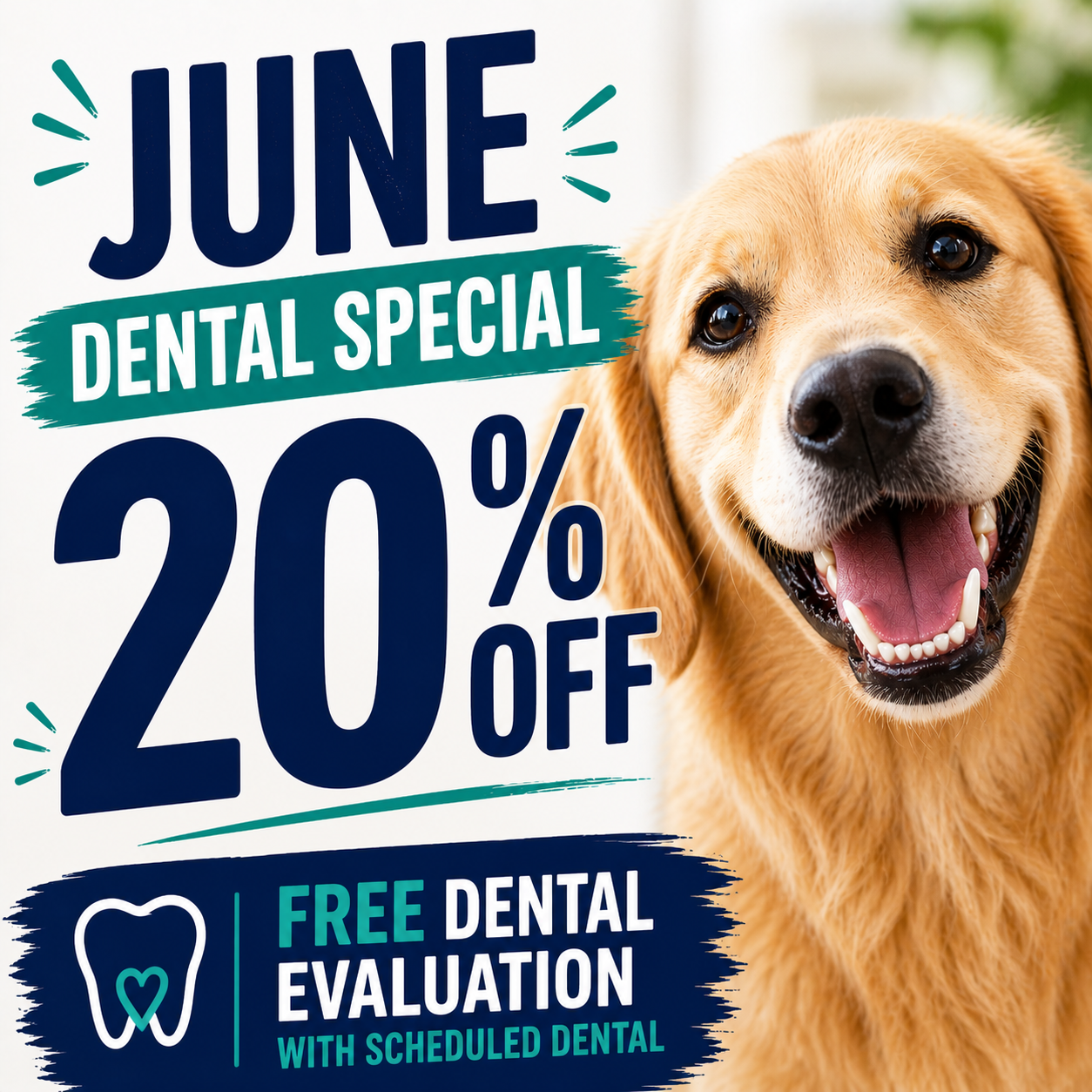 June Dental Special